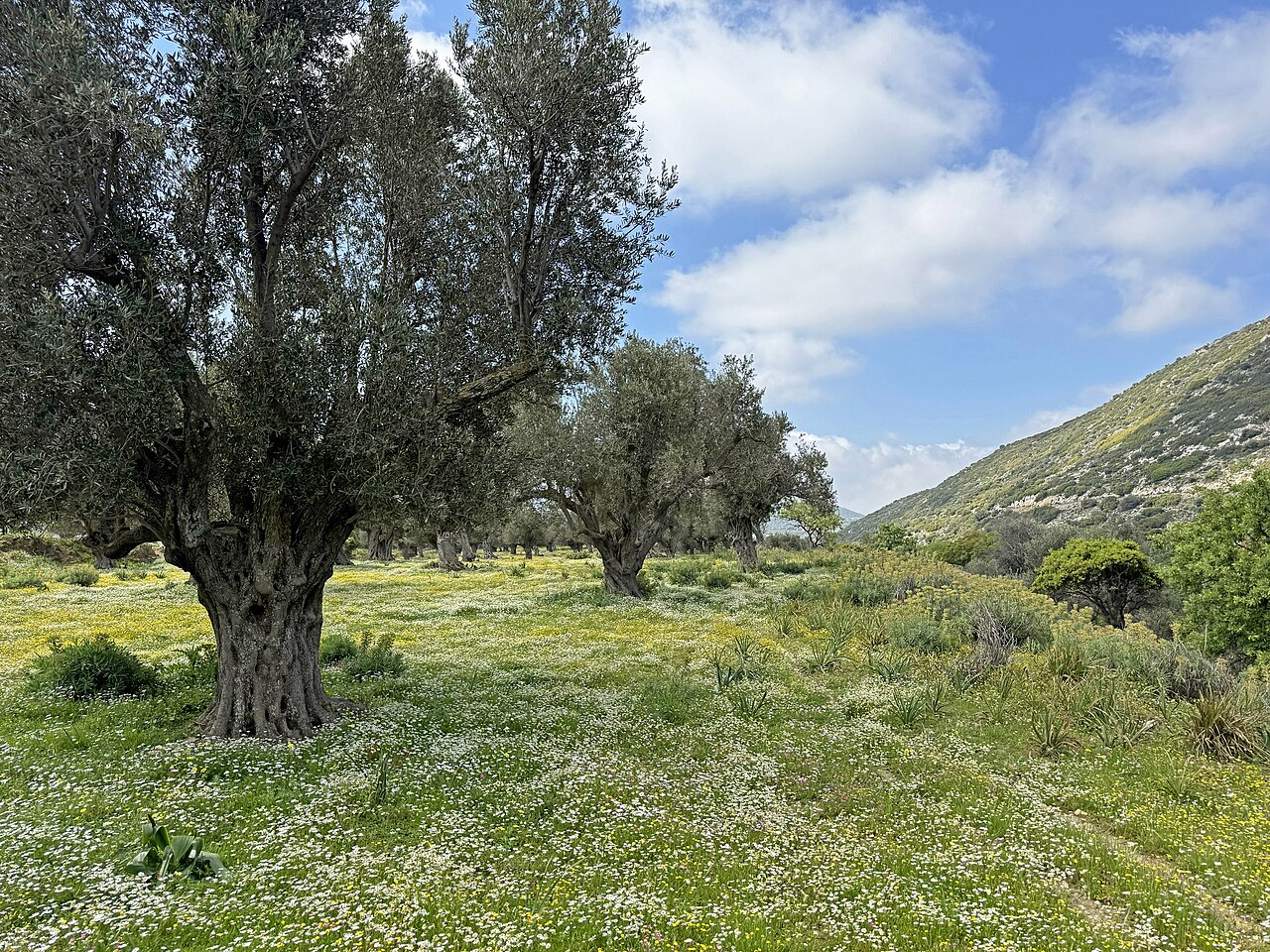 Old olive trees in a spring meadow on Naxos, Greece
